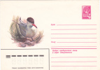 DUCK, 1981, COVER STATIONERY, ENTIER POSTAL, UNUSED, RUSSIA - Cisnes