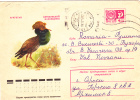 STORK, 9175, COVER STATIONERY, ENTIER POSTAL, SENT TO MAIL, RUSSIA - Ooievaars