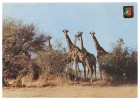 GIRAFFES - MUPA - Girafa Carte Postale - Giraffen