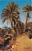 BECHAR L'OASIS. POSTCARD, CARTE POSTALE, ALGERIA - Bechar (Colomb Béchar)