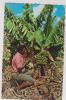 CPM BAHAMA ISLANDS, THE FRUIT OF THE TROPIC:BANANAS BEING CUT FOR THE MARKET En 1966 - Bahama's