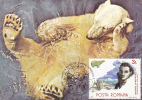 BEAR, OURS, 1990, CM. MAXI CARD, CARTES MAXIMUM, ROMANIA - Ours