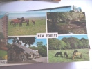 Unitid Kingdom England New Forest - Altri & Non Classificati