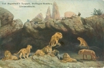 Carl Hagenbeck`s Tierpark, Hamburg, Löwen, Löwenschlucht, 1927 - Lions