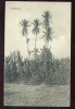 Palmiers - Ethiopie