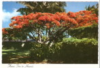 Hawai The Local Flora ... XF042 - Andere & Zonder Classificatie