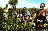 Cotton Picking In The Gezira, Sudan - Sudán