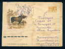 PS8970 / ANIMALS The Moose (North America) Or Eurasian Elk (Europe) (Alces Alces) 1974 Stationery Entier Russia Russie - Wild