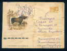 PS8970 / ANIMALS The Moose (North America) Or Eurasian Elk (Europe) (Alces Alces) 1974 Stationery Entier Russia Russie - Selvaggina