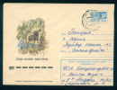 PS8974 / ANIMALS Moose (North America) Or Eurasian Elk Carefully Preserved Wildlife 1976 Stationery Entier Russia Russie - Selvaggina