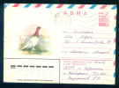 PS8990 / ANIMALS BIRD DOVE 1981  Stationery Entier Russia Russie - Pigeons & Columbiformes