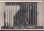 Bear - Ours - A Sakhalin Brown Bear At Yano Zoo, Japan, Vintage Postcard - Osos