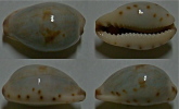 N°4530 // CYPRAEA GRACILIS MACULA  "AUSTRALIE" // F+++ : 18,7mm  . - Muscheln & Schnecken