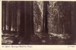 Unknow Wald - Oberhof