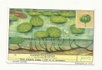Chromos, "Liebig" - Plantes D'Aquarium - 1 Hydrocotyle (Ecuelle D'Eau) - Liebig
