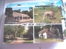 Unitid Kingdom England New Forest  With Horses - Other & Unclassified