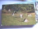 Unitid Kingdom England New Forest With Deer - Other & Unclassified
