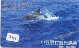 Télécarte Japon * DAUPHIN * DOLPHIN (743) Japan Phonecard * DELPHIN * GOLFINO * DOLFIJN * - Delfines