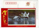 Swan Bird,China 2011 Yichun New Year Greeting Advertising Pre-stamped Card - Cygnes