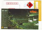 Black Swan,white Swan Bird,China 2010 Ningde Television Station New Year Greeting Pre-stamped Card - Swans