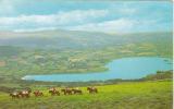 CPSM BRECON (Royaume Uni-Pays De Galles-Breconshire) - Pony Trekkers On The Black Mountains Lake Llangorse - Breconshire