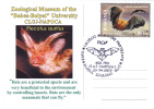 CLUJ-NAPOCA : ZOOLOGICAL MUSEUM OF THE ´´BABES-BOLYAI- Brown Long-eared Bat - Plecotus Auritus -  ROMANIA - Bats