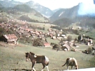 SUISSE,SWISS,SWITZERLAND, HELVETIA, VAUD,ROUGEMONT CAVALLI HORSES VB1991 DS14852 - Rougemont