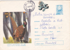 PHEASAN, 1974, COVER STATIONERY, ENTIER POSTAL, SENT TO MAIL, ROMANIA - Gallinaceans & Pheasants
