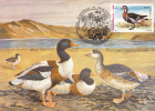 DUCKS, 1995, CM. MAXI CARD, CARTES MAXIMUM, ROMANIA - Cisnes