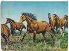 CARTOLINA - CAVALLI IN CORSA - STEREOSCOPICA - PK - 216 HORSES - VIAGGIATA - Stereoskopie