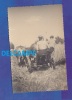 Carte Photo - 2 Agriculteurs Fauchent Le Blé - Années 1900 - Belle Faucheuse Tirées Par Des Boeufs - Autres & Non Classés