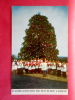 Jackson MD ---Christmas  Tree Decorated   Glee Club Sing Carols  Early Chrome-- Ref  517 - Other & Unclassified