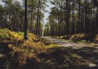 Cp , RÉGIONS , AQUITAINE , Dans Nos Forêts De Gascagne , La Pinède - Aquitaine