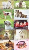 LOT 50 Telecartes + Prepayees Differentes Japon * CHIENS  * DOGS * HUNDE * HONDEN (LOT 254) Prepaid Cards Japan - Collections