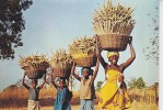 Mali  Recolte Du Mil - Mali