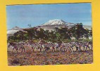 Postcard - Zebras, East Africa    (V 11961) - Zebre