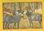 Postcard - Zebras, Zambia    (V 11962) - Zebre