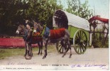 Landes (40) Attelage De Mules Cpa  1905 - Andere & Zonder Classificatie