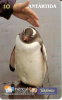 TARJETA DE TELEFONICA DE BRASIL SOBRE LA ANTARTIDA PINGUINO-PENGUIN 50/50 TIRADA 20000 - Pinguins