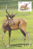 DEER, 1999, CM. MAXI CARD, CARTES MAXIMUM, CHINA - Animalez De Caza