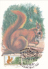 SQUIRREL, 1985, CM. MAXI CARD, CARTES MAXIMUM, ROMANIA - Rongeurs