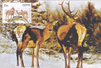 DEER, 1999, CM. MAXI CARD, CARTES MAXIMUM, RUSSIA - Animalez De Caza