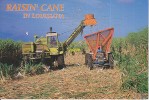 Raisin  Cane Louisiana Sugar Cane - Other & Unclassified