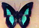 Papillon Prepona Laertes Penelope Male,carte Offerte Par Comprimes Thioncycline Pour Bronchite Chronique - Butterflies