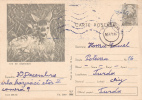 DEER, 1970, CARD STATIONERY, ENTIER POSTAL, SENT TO MAIL, ROMANIA - Gibier