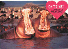 CPM Humour Hippopotame Hippo Hippopotamus / Animaux Animal  // CP 8/179 - Hippopotames