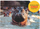 CPM Humour Hippopotame Hippo Hippopotamus / Animaux Animal  // CP 8/180 - Ippopotami