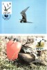 WWF 4 CM 1990 ISLANDE OISEAUX  YVERT N°503/06 - Cartes-maximum