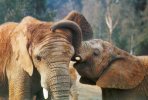 LES ANIMAUX D'AFRIQUE...ELEPHANTS...CPM - Éléphants