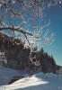 Cp , CONTRE LA LUMIÈRE , Paysages De Neige - Contre La Lumière